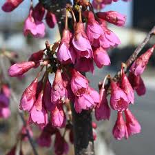 Image result for 緋寒桜