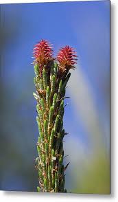 Attēlu rezultāti vaicājumam “Pinus sylvestris female flower”