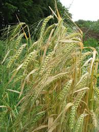 Attēlu rezultāti vaicājumam “Hordeum vulgare”