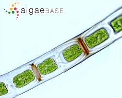 Attēlu rezultāti vaicājumam “Badhamia affinis var. microspora”