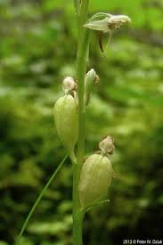 Attēlu rezultāti vaicājumam “Malaxis monophyllos flower”