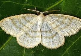 Attēlu rezultāti vaicājumam “Cabera exanthemata”