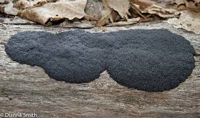 Attēlu rezultāti vaicājumam “Lindbladia tubulina spores”