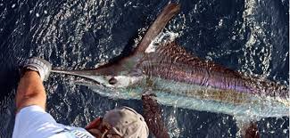 Image result for Kajikia albida