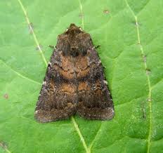 Attēlu rezultāti vaicājumam “Rusina ferruginea female”