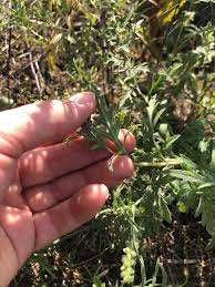 Attēlu rezultāti vaicājumam “Ambrosia artemisiifolia fruit”
