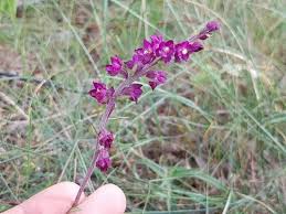 Attēlu rezultāti vaicājumam “Epipactis atrorubens flower”