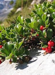 Attēlu rezultāti vaicājumam “Exobasidium uvae-ursi”