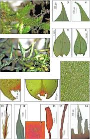 Attēlu rezultāti vaicājumam “Antitrichia curtipendula macro”