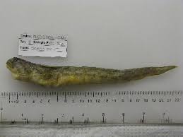 Image result for Zoarces americanus