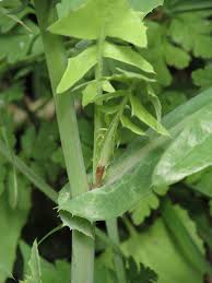Attēlu rezultāti vaicājumam “Sonchus oleraceus leaf”
