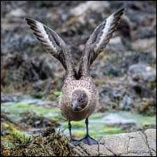 Image result for Stercorarius skua