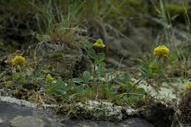 Attēlu rezultāti vaicājumam “Trifolium aureum flower”