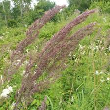 Attēlu rezultāti vaicājumam “Calamagrostis canescens”