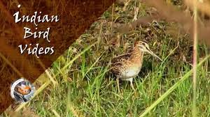 Attēlu rezultāti vaicājumam “Gallinago gallinago eggs”