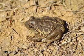 Attēlu rezultāti vaicājumam “Pelobates fuscus”