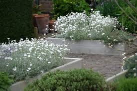Image result for cerastium tomentosum
