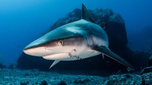 Image result for Nasolamia velox