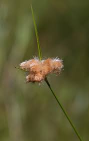 Attēlu rezultāti vaicājumam “Eriophorum gracile”