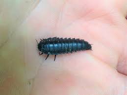 Attēlu rezultāti vaicājumam “Comatricha ellae stalked”