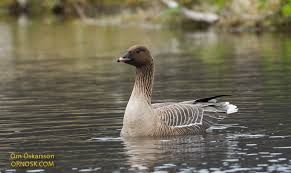 Attēlu rezultāti vaicājumam “Anser brachyrhynchus adult”