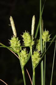 Attēlu rezultāti vaicājumam “Carex viridula flower”