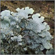 Attēlu rezultāti vaicājumam “Parmelina tiliacea”