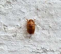 Attēlu rezultāti vaicājumam “Epuraea sp.”