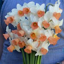 Attēlu rezultāti vaicājumam “Narcissus”