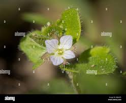 Attēlu rezultāti vaicājumam “Veronica agrestis”