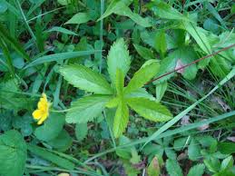 Attēlu rezultāti vaicājumam “Potentilla reptans”