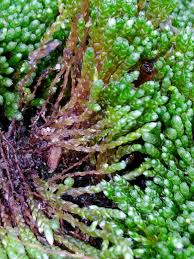 Attēlu rezultāti vaicājumam “Bryum neodamense”