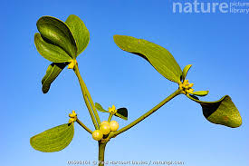Attēlu rezultāti vaicājumam “Viscum album female flower”