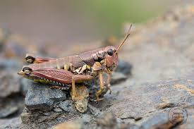 Attēlu rezultāti vaicājumam “Podisma pedestris”