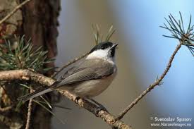 Attēlu rezultāti vaicājumam “Poecile palustris adult”