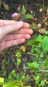 Attēlu rezultāti vaicājumam “Impatiens glandulifera fruit”