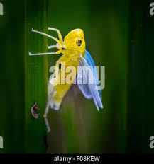Attēlu rezultāti vaicājumam “Cicadella viridis female”