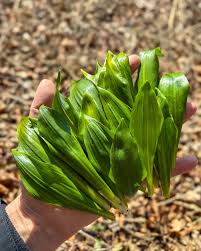 Image result for Bärlauch