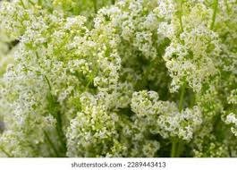 Attēlu rezultāti vaicājumam “Galium album flower”