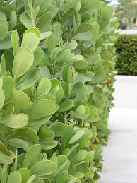 Attēlu rezultāti vaicājumam “Autographa excelsa”