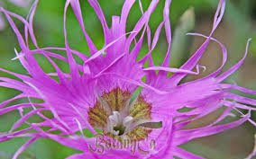 Image result for Dianthus superbus