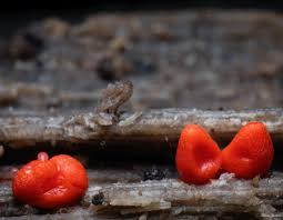 Attēlu rezultāti vaicājumam “Lycogala succineum macro”