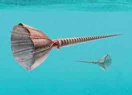 Attēlu rezultāti vaicājumam “Endoceras”