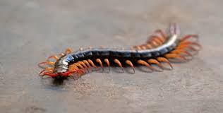 Attēlu rezultāti vaicājumam “Chilopoda”