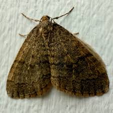 Attēlu rezultāti vaicājumam “Operophtera”