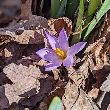 Attēlu rezultāti vaicājumam “Crocus tommasinianus flower”