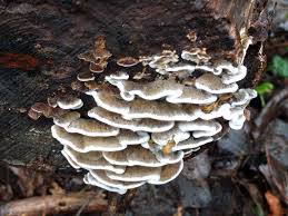 Attēlu rezultāti vaicājumam “Bjerkandera adusta”