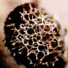 Attēlu rezultāti vaicājumam “Badhamia lilacina sessile”