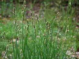 Attēlu rezultāti vaicājumam “Carex hartmanii”