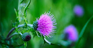 「エイカ 遙かなる時空の中で4」の画像検索結果